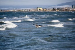 Se prohÃbe extracción de mariscos en Punta Arenas