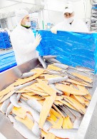 Sernapesca investiga por posible químico en salmones