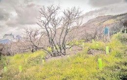Reforestación en el Parque Torres del Paine se duplicará