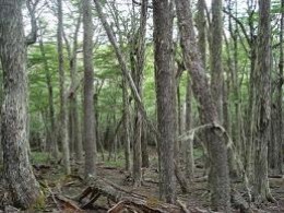 Pequeños propietarios tienen interés en fondos de Ley de Bosque Nativo