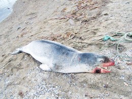 Denuncian matanza a balazos de  focas leopardo en Cabo de Hornos